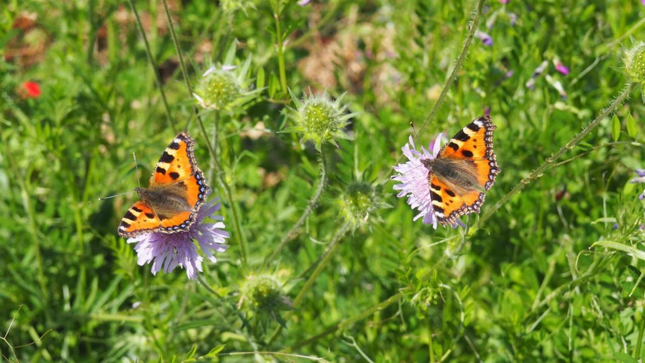 Urlaub Im Naturgarten 贝格诺伊施塔特 外观 照片